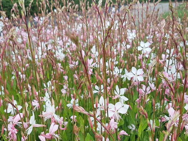 Prachtkerze Gaura lindheimerii Whirling Butterflies